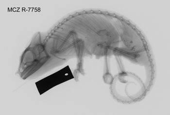 Media type: image; Herpetology R-7758
